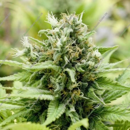 Jack-Matic Feminized Marijuana Strain by Black Skull Seeds For Sale Online at Cannabis Seeds Outlet