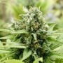 Jack-Matic Feminized Marijuana Strain by Black Skull Seeds For Sale Online at Cannabis Seeds Outlet