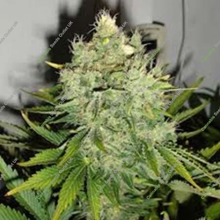 Pepperjack Haze Feminized Marijuana Strain by Black Skull Seeds For Sale Online at Cannabis Seeds Outlet