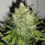 Pepperjack Haze Feminized Marijuana Strain by Black Skull Seeds For Sale Online at Cannabis Seeds Outlet
