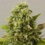 Pineapple Gum Feminized Marijuana Strain by Black Skull Seeds For Sale Online at Cannabis Seeds Outlet