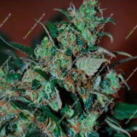 Power Bud Feminized Marijuana Strain by Black Skull Seeds For Sale Online at Cannabis Seeds Outlet