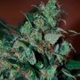 Power Bud Feminized Marijuana Strain by Black Skull Seeds For Sale Online at Cannabis Seeds Outlet