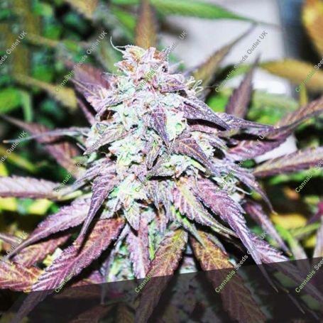 Sherbet Feminized Marijuana Strain by Black Skull Seeds For Sale Online at Cannabis Seeds Outlet