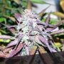 Sherbet Feminized Marijuana Strain by Black Skull Seeds For Sale Online at Cannabis Seeds Outlet