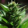 Skull Ryder Auto Feminized Marijuana Strain by Black Skull Seeds For Sale Online at Cannabis Seeds Outlet