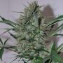 Speed Haze Feminized Marijuana Strain by Black Skull Seeds For Sale Online at Cannabis Seeds Outlet