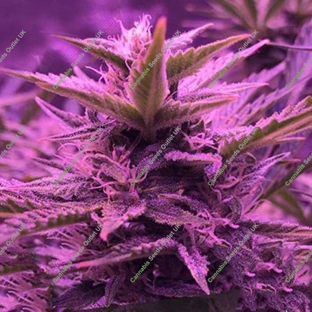Stardawg Feminized Marijuana Strain by Black Skull Seeds For Sale Online at Cannabis Seeds Outlet