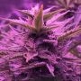 Stardawg Feminized Marijuana Strain by Black Skull Seeds For Sale Online at Cannabis Seeds Outlet