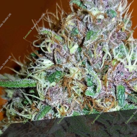 Tropical Nuggets Feminized Marijuana Strain by Black Skull Seeds For Sale Online at Cannabis Seeds Outlet