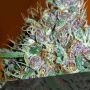 Tropical Nuggets Feminized Marijuana Strain by Black Skull Seeds For Sale Online at Cannabis Seeds Outlet