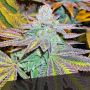 Zkittlez Female Black Skull Cannabis Seeds
