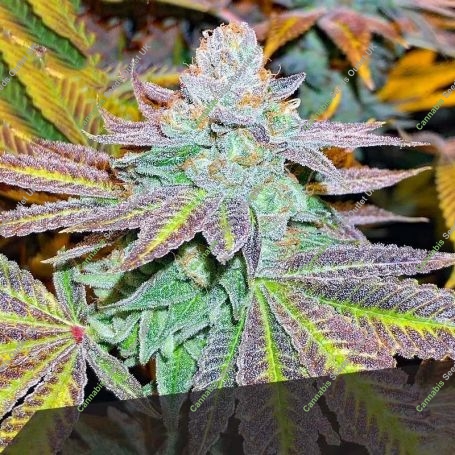 Zkittlez Feminized Marijuana Strain by Black Skull Seeds For Sale Online at Cannabis Seeds Outlet
