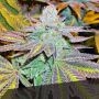 Zkittlez Feminized Marijuana Strain by Black Skull Seeds For Sale Online at Cannabis Seeds Outlet