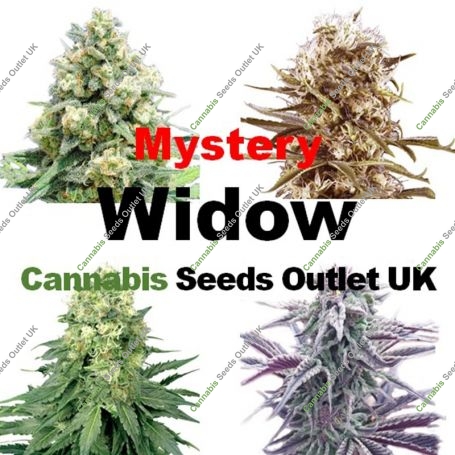 Mystery Widow Feminized Marijuana Strain by Our Own Weed Breeders For Sale Online at Cannabis Seeds Outlet