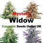 Mystery Widow Feminized Marijuana Strain by Our Own Weed Breeders For Sale Online at Cannabis Seeds Outlet