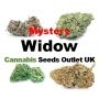 Cannabis Seeds Outlet Weed Strain Mystery Widow Feminized Marijuana Seeds Original Collector Souvenir Authentic Packaging Packs