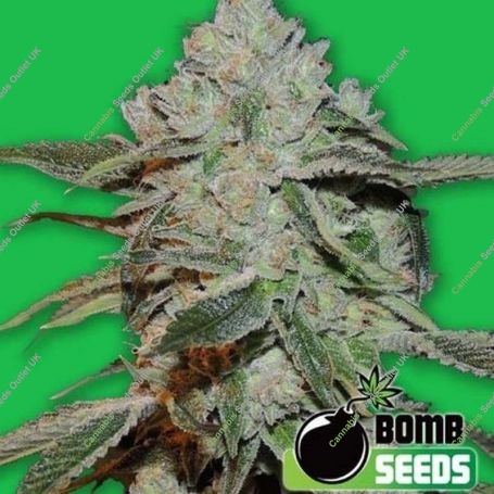 Bomb Atomic Feminized Marijuana Strain by Bomb Seeds For Sale Online at Cannabis Seeds Outlet