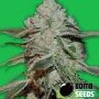 Bomb Atomic Feminized Marijuana Strain by Bomb Seeds For Sale Online at Cannabis Seeds Outlet