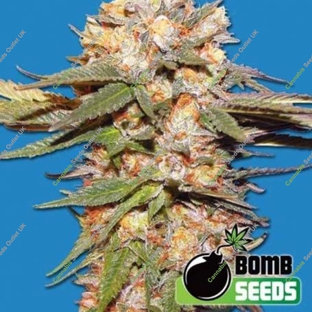 Big Bomb Auto Feminized Marijuana Strain by Bomb Seeds For Sale Online at Cannabis Seeds Outlet