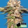 Big Bomb Auto Feminized Marijuana Strain by Bomb Seeds For Sale Online at Cannabis Seeds Outlet