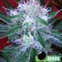 Bomb Auto Feminized Marijuana Strain by Bomb Seeds For Sale Online at Cannabis Seeds Outlet