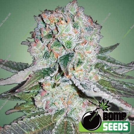 Banana Bomb Feminized Marijuana Strain by Bomb Seeds For Sale Online at Cannabis Seeds Outlet