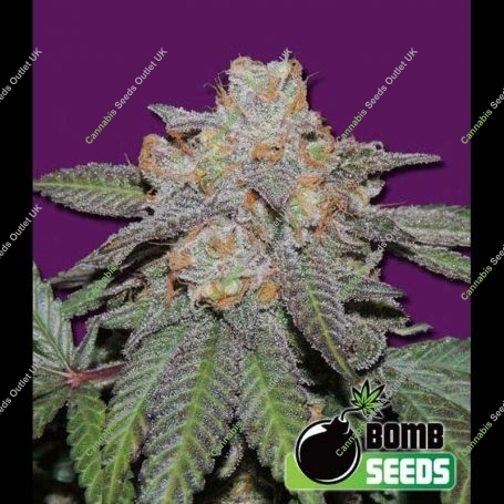Berry Bomb Auto Feminized Marijuana Strain by Bomb Seeds For Sale Online at Cannabis Seeds Outlet