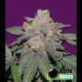 Berry Bomb Auto Feminized Marijuana Strain by Bomb Seeds For Sale Online at Cannabis Seeds Outlet