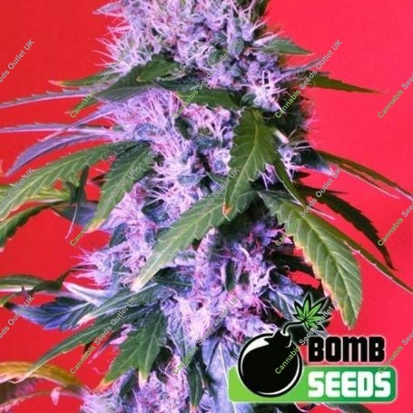 Berry Bomb Regular Marijuana Strain by Bomb Seeds For Sale Online at Cannabis Seeds Outlet