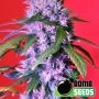 Berry Bomb Regular Marijuana Strain by Bomb Seeds For Sale Online at Cannabis Seeds Outlet