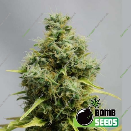 Big Bomb Regular Marijuana Strain by Bomb Seeds For Sale Online at Cannabis Seeds Outlet