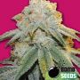 Bubble Bomb Female Bomb Cannabis Seeds