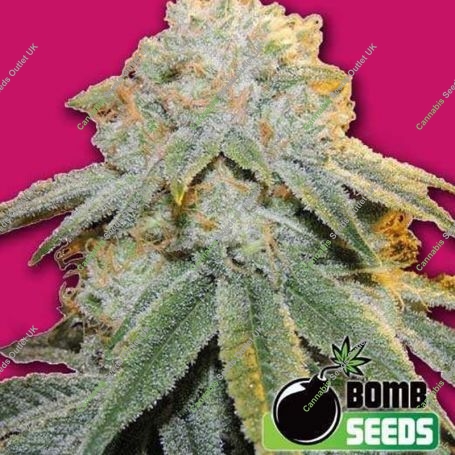 Bubble Bomb Feminized Marijuana Strain by Bomb Seeds For Sale Online at Cannabis Seeds Outlet