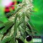 Buzz Bomb Regular & Female Bomb Cannabis Seeds