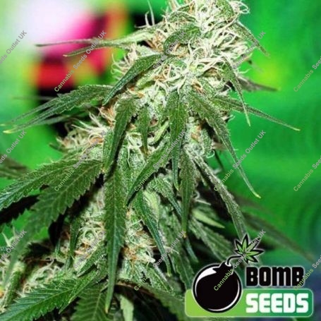 Buzz Bomb Regular Marijuana Strain by Bomb Seeds For Sale Online at Cannabis Seeds Outlet