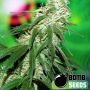 Buzz Bomb Regular Marijuana Strain by Bomb Seeds For Sale Online at Cannabis Seeds Outlet