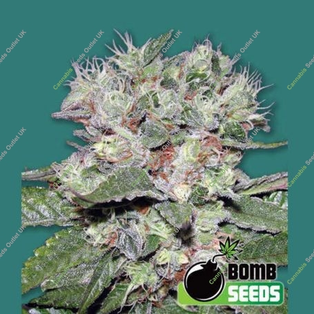 CBD Bomb Feminized Marijuana Strain by Bomb Seeds For Sale Online at Cannabis Seeds Outlet