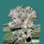 CBD Bomb Feminized Marijuana Strain by Bomb Seeds For Sale Online at Cannabis Seeds Outlet