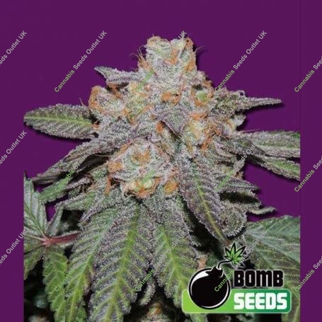 Cherry Bomb Auto Feminized Marijuana Strain by Bomb Seeds For Sale Online at Cannabis Seeds Outlet