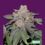 Cherry Bomb Auto Feminized Marijuana Strain by Bomb Seeds For Sale Online at Cannabis Seeds Outlet