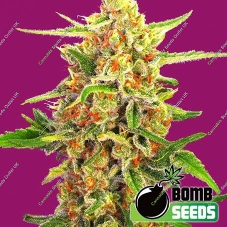 Cherry Bomb Regular Marijuana Strain by Bomb Seeds For Sale Online at Cannabis Seeds Outlet