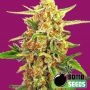 Cherry Bomb Regular Marijuana Strain by Bomb Seeds For Sale Online at Cannabis Seeds Outlet