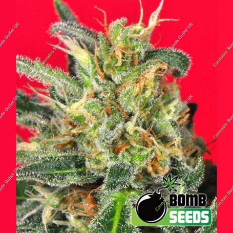 Cluster Bomb Regular Marijuana Strain by Bomb Seeds For Sale Online at Cannabis Seeds Outlet