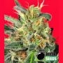 Cluster Bomb Regular Marijuana Strain by Bomb Seeds For Sale Online at Cannabis Seeds Outlet