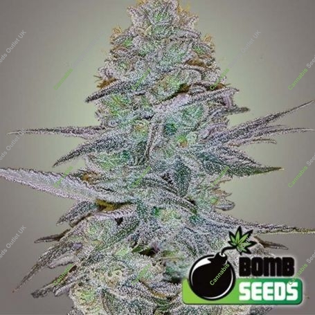Cosmic Bomb Auto Feminized Marijuana Strain by Bomb Seeds For Sale Online at Cannabis Seeds Outlet