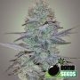 Cosmic Bomb Auto Feminized Marijuana Strain by Bomb Seeds For Sale Online at Cannabis Seeds Outlet