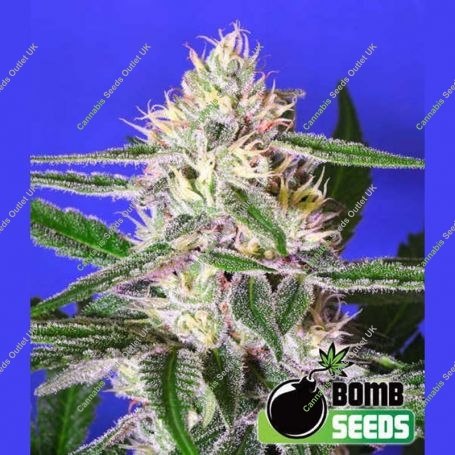Edam Bomb Regular Marijuana Strain by Bomb Seeds For Sale Online at Cannabis Seeds Outlet