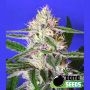 Edam Bomb Regular Marijuana Strain by Bomb Seeds For Sale Online at Cannabis Seeds Outlet