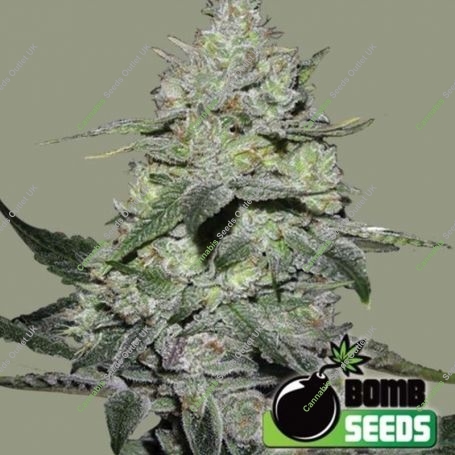 Gorilla Bomb Feminized Marijuana Strain by Bomb Seeds For Sale Online at Cannabis Seeds Outlet